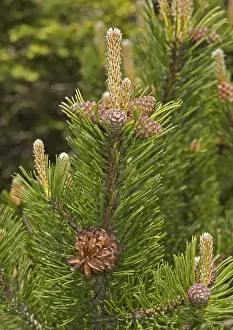 Pinus Mugo Impressions: Mugo pine
