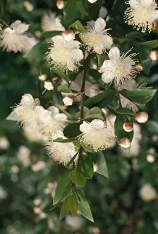 White Flowers In Nature Impressions: Myrtle
