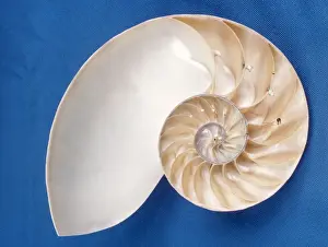 Nautilus Shell Impressions: Nautilus - section