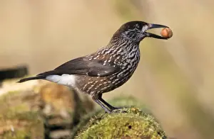 Duncan Usher Photography Impressions: Nutcracker - with hazel nut in beak, winter