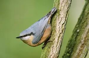 Personal Display Art Prints Impressions: Nuthatch