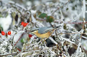 Sittelles Impressions: Le Grimpereau - en hiver.