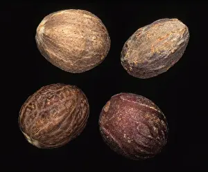 Black Background Studio Photography Impressions: Nutmeg