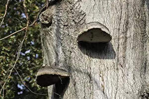 Single Oak Tree Image Impressions: Oak Polypore