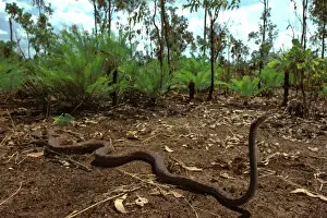 Northern Territory Reptiles Impressions: Oenpelli Rock Python - Arnhemland, Northern Territory, Australia JPF00083