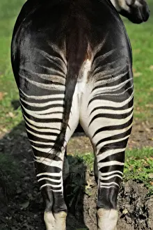 Gliridae Impressions: Okapi - femelle. En captivité.
