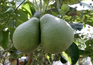 Tropical Citrus Fruits Impressions: Pamplemousse / Shaddock