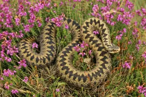 Heather Landscape Photography Impressions: Adder In heather, UK