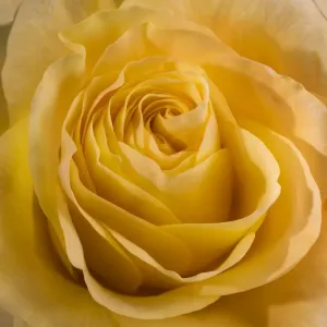 Studio Flower Photography Impressions: Yellow Rose