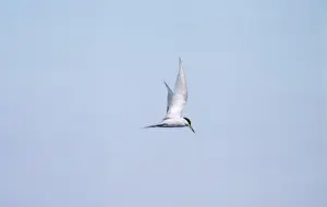 Birdwatching In Peru Impressions: Peruvian Tern Peru