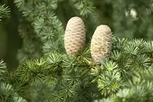 Pine Cone Photography Impressions: Pine Cones on Cedar Tree