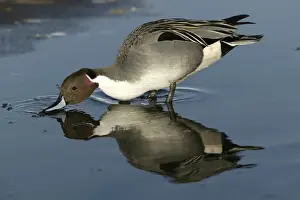 M Watson Wildlife Photography Impressions: Pintail - drinking