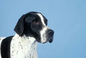 Pointeur Impressions: Chien de garde.