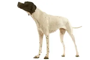 Pet Photography Services Impressions: Pointer - in studio