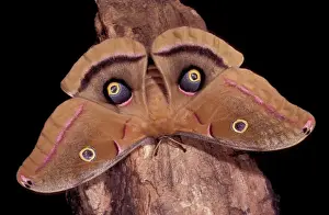 Impressions de PPG-1555 Papillon Polyphème - posture d'intimidation, les ailes à yeux ressemblent à un regard irrité Arizona Mite Polyphème Impressions: La chenille de Polyphème - Posture d'intimidation