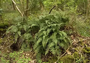 West Country Landscapes Impressions: Polypody