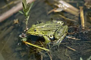 European Frog Species Impressions: Pool Frog