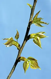 Poplar Leaf Impressions: Poplar - leaf