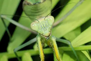Mantodea Impressions: Mante religieuse