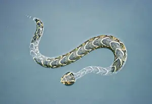 Impressions de Une Puff Adder en train de nager dans l'eau, son corps agile se déplace avec une grâce inattendue Additif Pour L'eau Impressions: L'Ardea image de Puff Adder LB-9529 : Bitis arietans nageant dans l'eau.