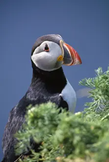 Coastal Wildlife Pictures Impressions: Puffin