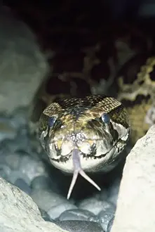 Python - montrant langue fourchue.