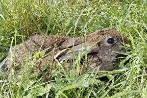 European Rabbit Image Impressions: Rabbit