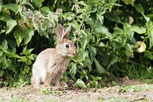 M Watson Photographer Work Impressions: Rabbit
