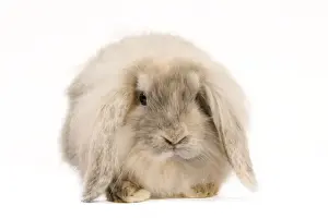 White Background Rabbit Photo Impressions: Rabbit