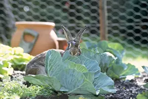 Personal Use Animal Prints Impressions: Rabbit - in cabbage patch