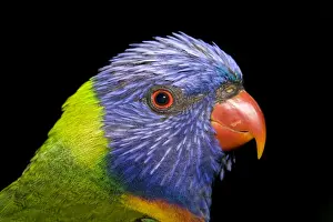 Trichoglossus Haematodus Impressions: Rainbow Lorikeet - head study