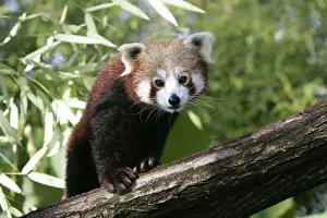 Lesser Panda Impressions: Red Panda