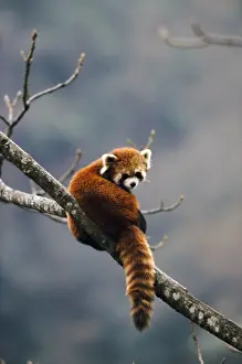 Red Panda In Tree Impressions: Red Panda - in tree