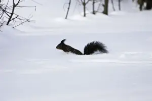 M Watson Photography Impressions: Red Squirrel - jumping through snow