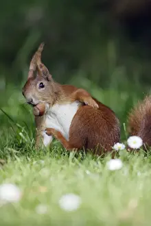 Sciurus Vulgaris Images Impressions: Red Squirrel - Scratching itself, collecting nuts in garden Lower Saxony, Germany