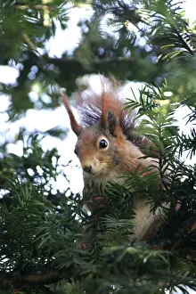 M Watson Wildlife Photographer Impressions: Red squirrel - in tree