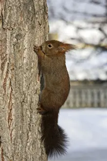 M Watson Photography Impressions: Red Squirrel - on tree trunk