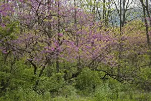 Native American Plants Impressions: Redbud Tree - Native to much of Eastern and Central U