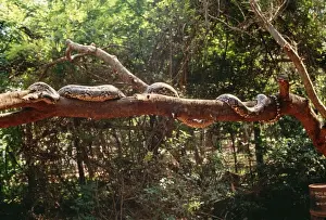 Reticulated Python Impressions: Reticulated Python - longest snake in the world