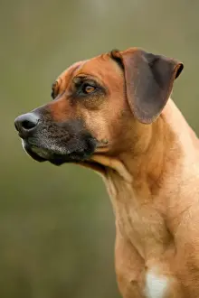Impressions de LA-2975 Rhodesian Ridgeback Jean Michel Labat Veuillez noter que les impressions sont destinées uniquement à des fins de décoration personnelle et ne peuvent pas être reproduites sous quelque forme Images datées de 2004 décembre: Rhodesian Ridgeback