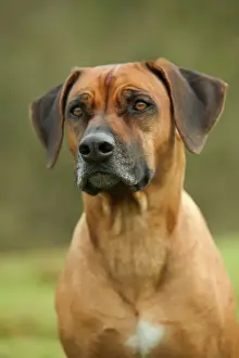 Impressions de LA-2976 Rhodesian Ridgeback Jean Michel Labat Veuillez noter que les impressions sont uniquement destinées à un usage personnel et ne peuvent pas être reproduites sous aucune forme Chien Courant Impressions: Chien de Rhodesie à crête.