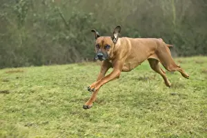 Rhodesian Ridgeback - course.