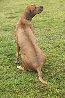 Dog Sitting Images Impressions: Rhodesian Ridgeback - sitting