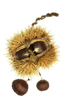 Jean Michel Labat Prints Impressions: Roast Chestnuts In casing