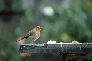 Garden Bird Feeder Impressions: Robin - at bird table