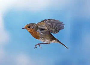 Close Up Bird Photos Impressions: Robin - in flight
