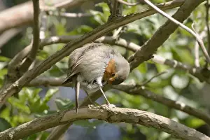 Erithacus Rubecula Photo Impressions: Robin Preening