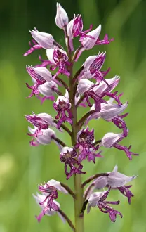 Orchis Militaris Impressions: ROG-9178
