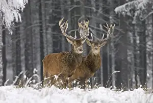 German Wildlife Pictures Impressions: Rothirsch