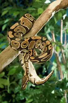 Python royal / Python de ball